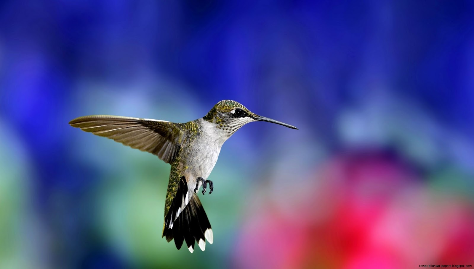 Colibri Bird