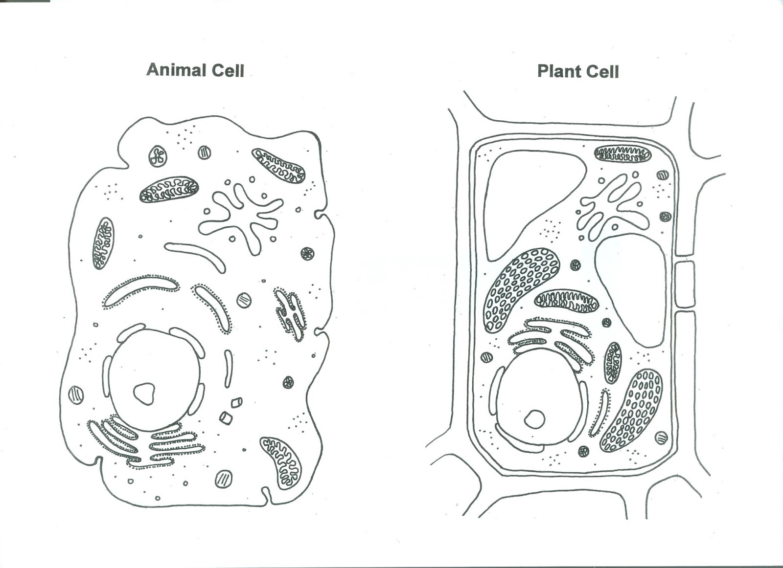 Живая неживая клетка. Схема живой и растительной клетки. Строение растительной клетки рисунок с подписями. Схема строения растительной клетки рисунок. Схема строения клетки животного и растения.
