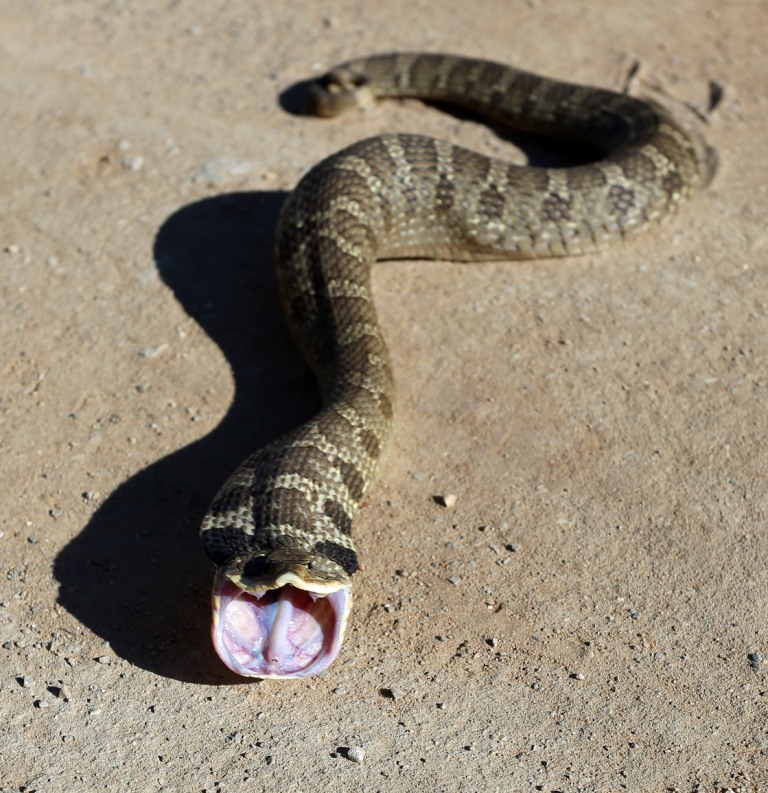 Ohio Birds and Biodiversity Cool encounter with an Eastern Hognosed Snake