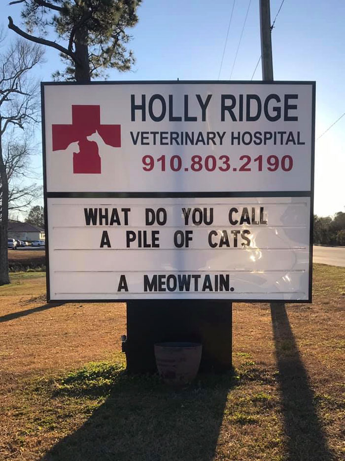 30 Hilarious Cat Jokes Vet Clinics Put Up On Their Signs