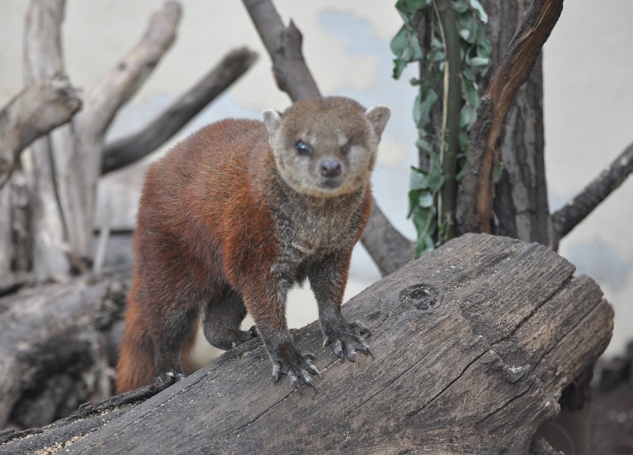 ZOOTOGRAFIANDO (6.100 ANIMALS) MANGOSTA DE COLA ANILLADA / RINGTAILED