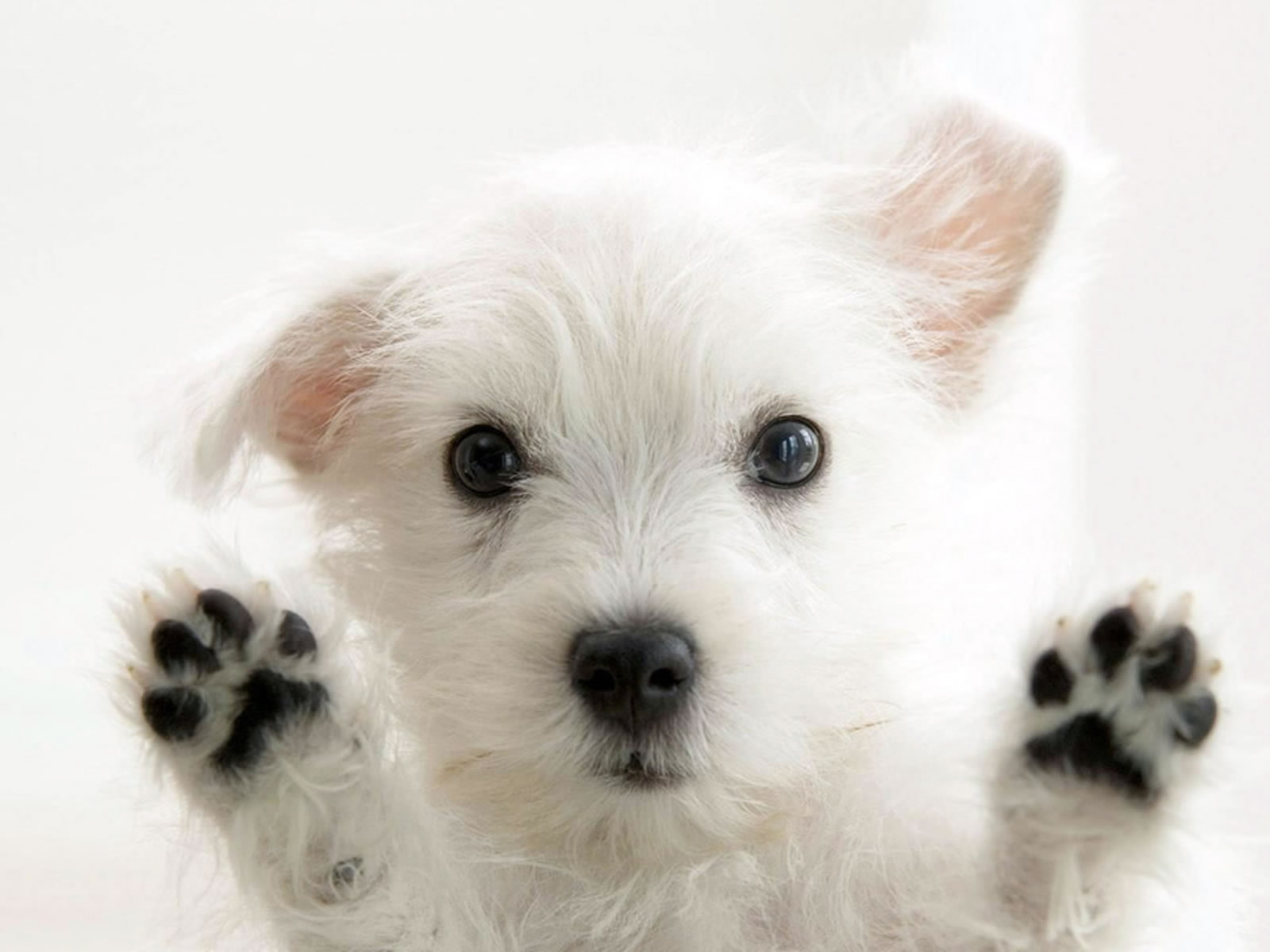 HD WALLPAPERS: Puppy Dog HD Wallpapers Free