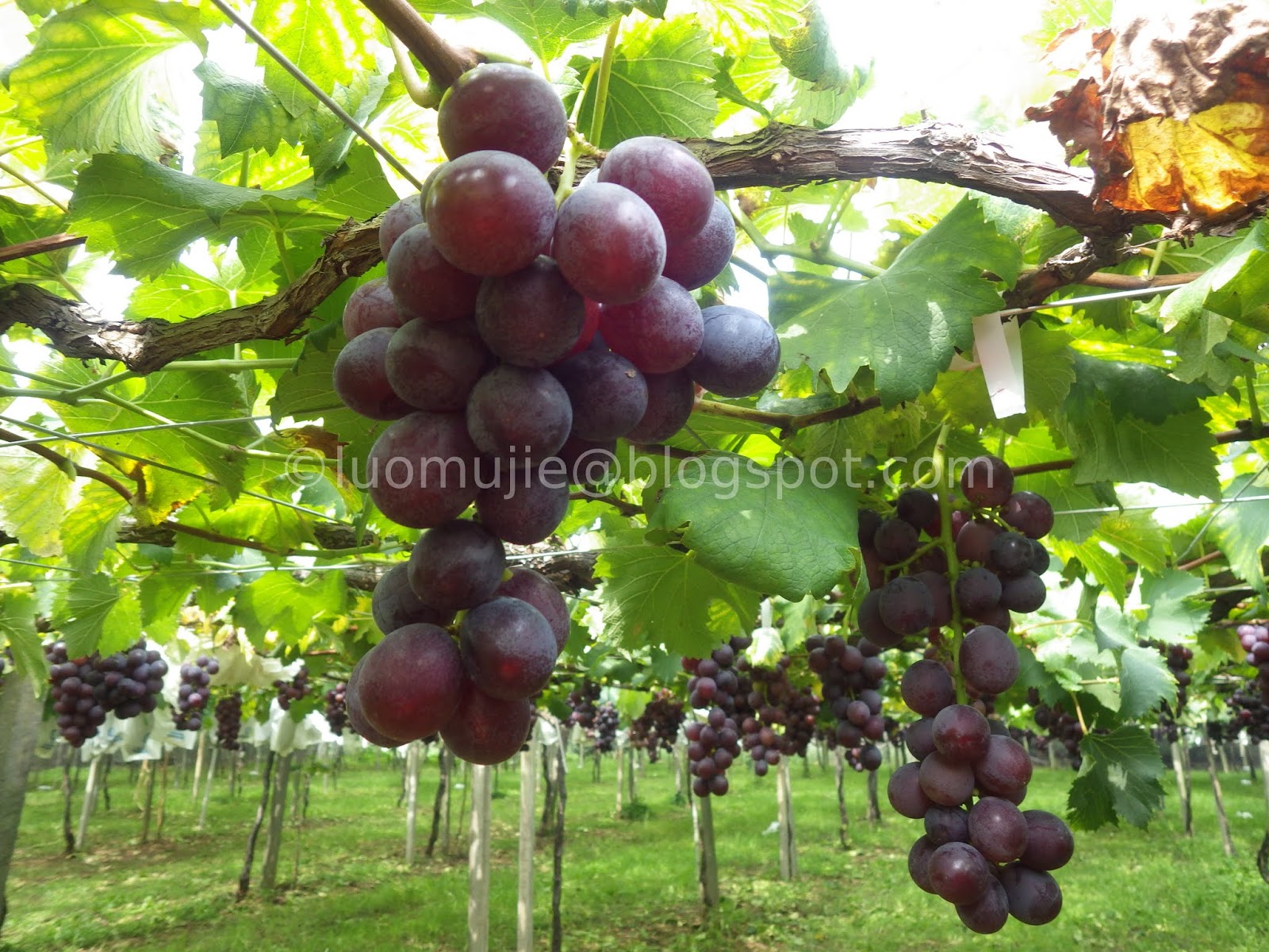 grape picking in Taichung Xinfeng Farm (新峰農場) [Heard it through the