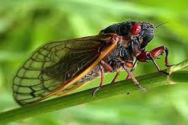 8 Hewan Berkhasiat Obat Hewan digunakan sebagai sumber pengobatan sejak lama 8 Hewan Berkhasiat Obat