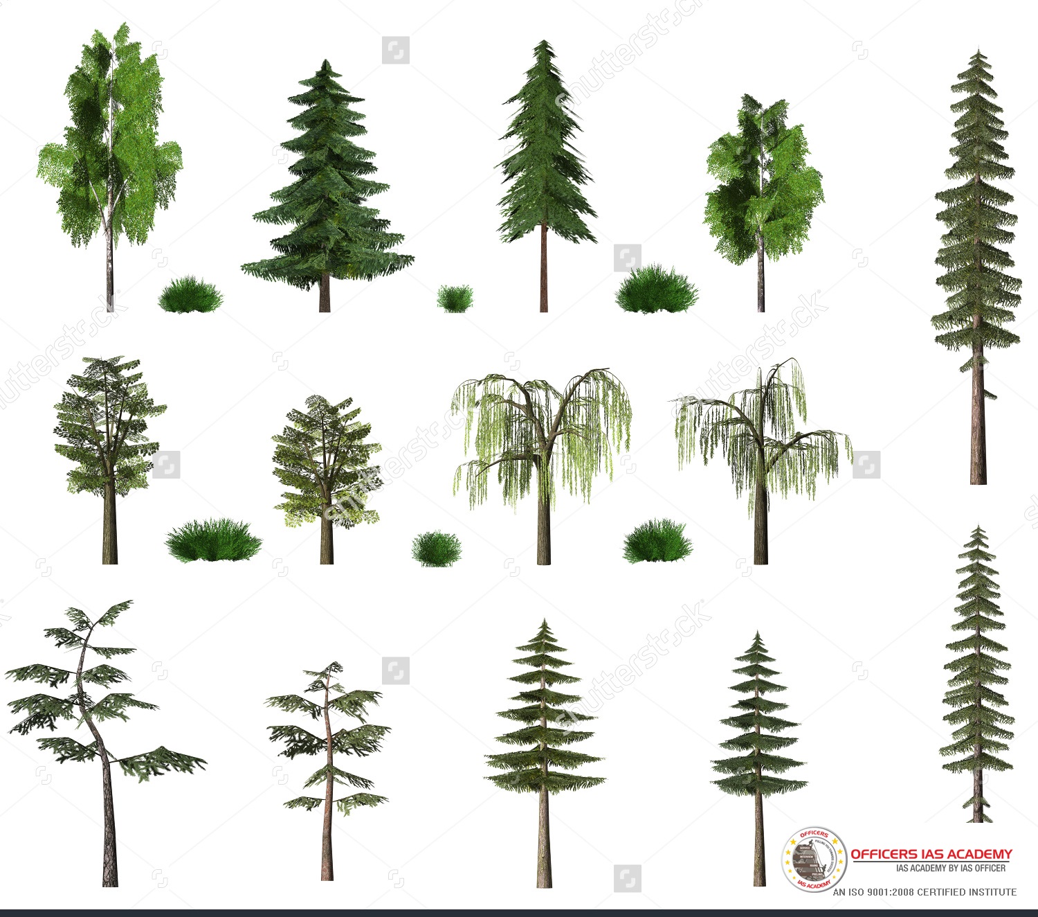 Types of pine trees hetymatrix