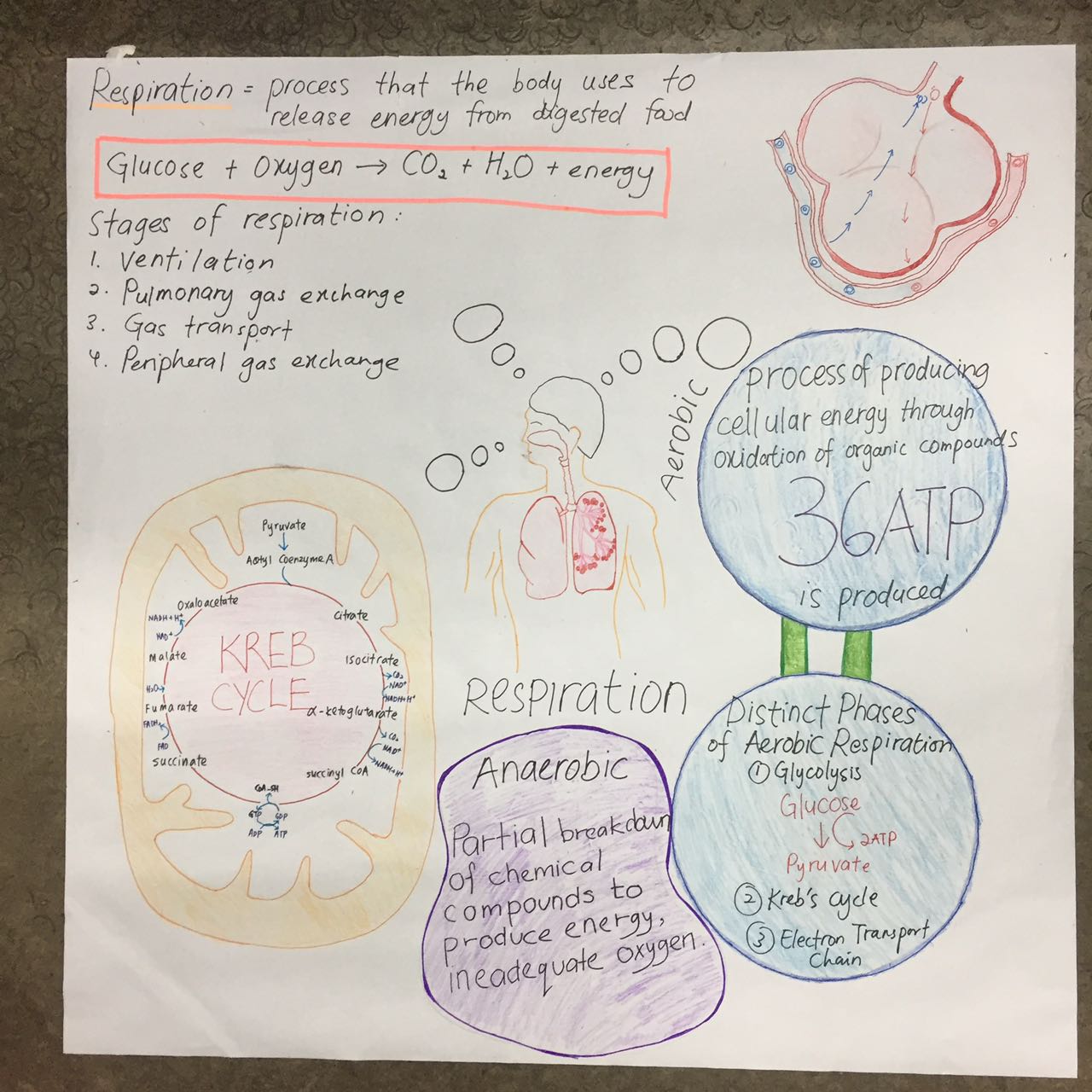 Microbiology assignment 1 microbiology assignment 2 group 4
