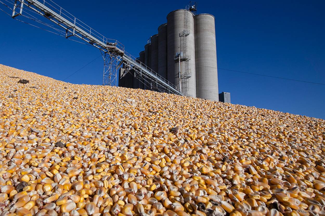 Harga Jagung Saat Ini di Tingkat Industri Pakan Ternak