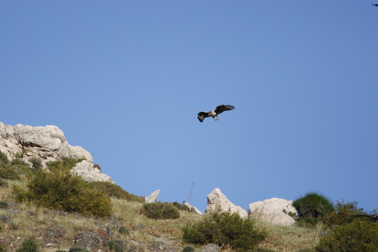 A Walk On The Wildside/Paul Foster.: Bonellis Eagle at Anarita/ Cyprus