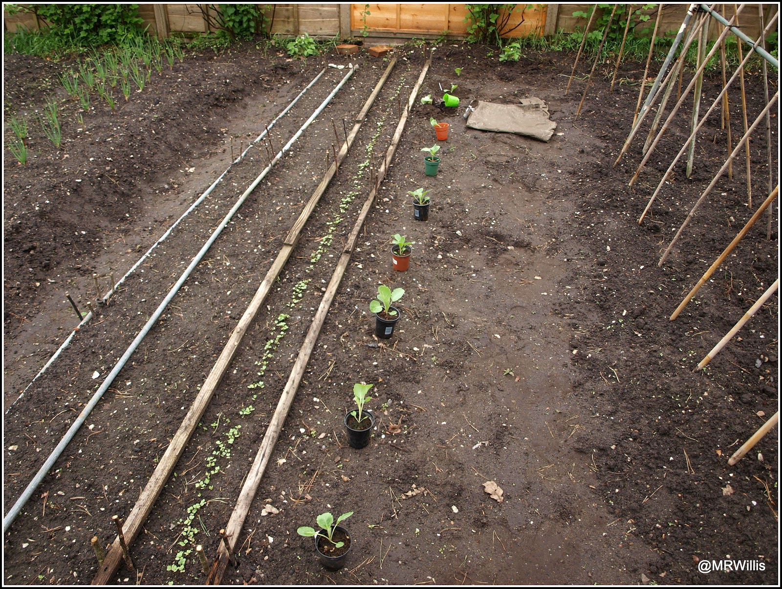 Mark's Veg Plot Planting cabbages