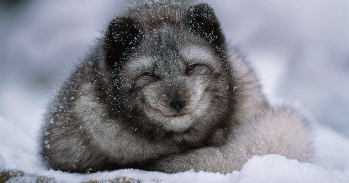 Arctic Fox : The Snow Assassin | Deadly Adorable Predators