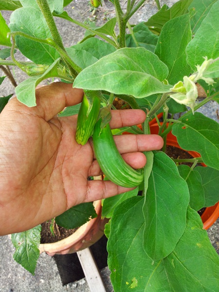 Tanamsendiricom Grow Your Own Gambar Hari Ini Terung