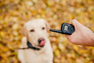 Study outlines reasons to ban electronic collars for dogs