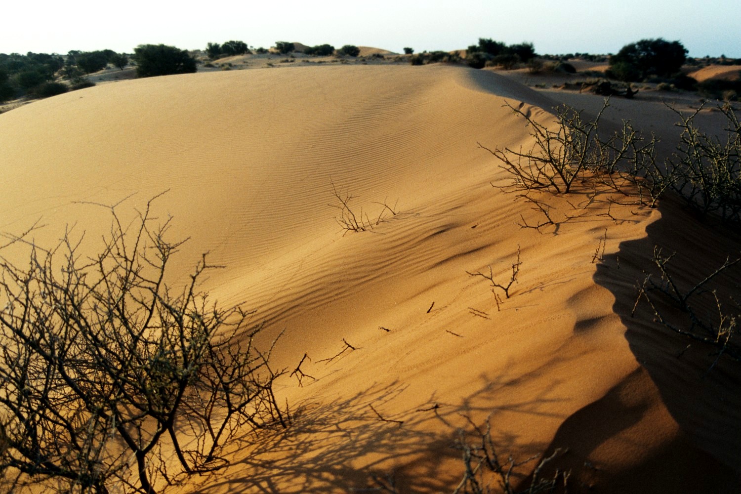 Desierto Kalahari wallpapers