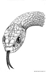 drawing realistic snake head reptile