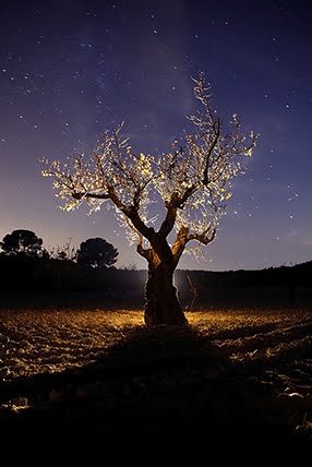 Cualidades de la luz en la noche