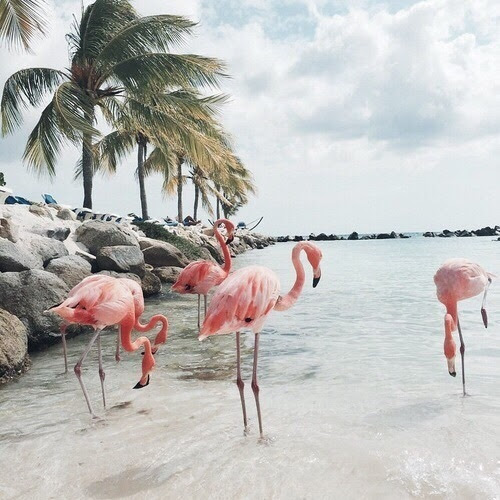 Caribbean Beach With Pink Flamingos