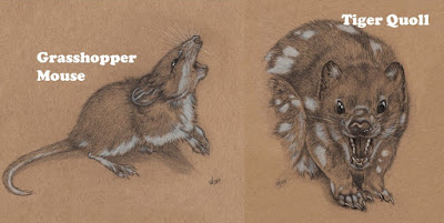 #2017MMM - March Mammal Madness - LibGuides at Arizona State University