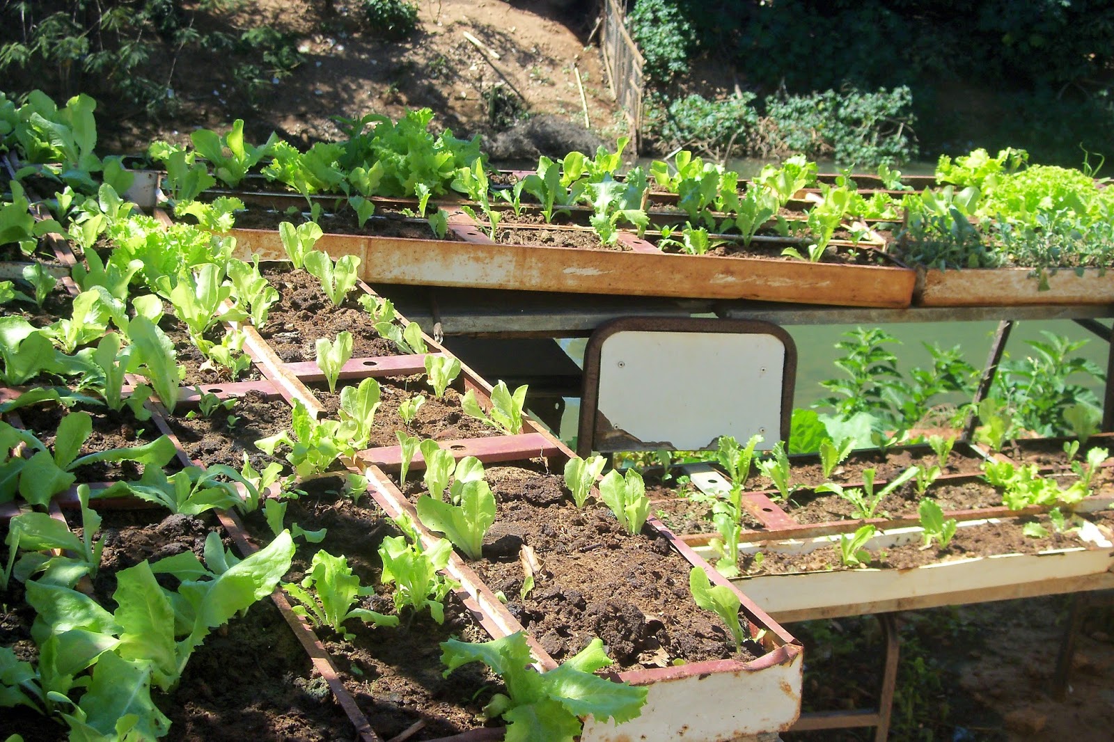 TECLE IMACULADA CONCEIÇÃO HORTA DO IMACULADA CONCEIÇÃO
