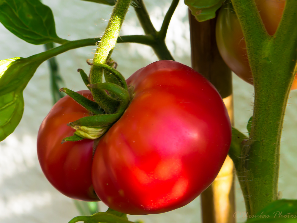 Garten Bilder: Tomaten Garten Bilder: Tomaten