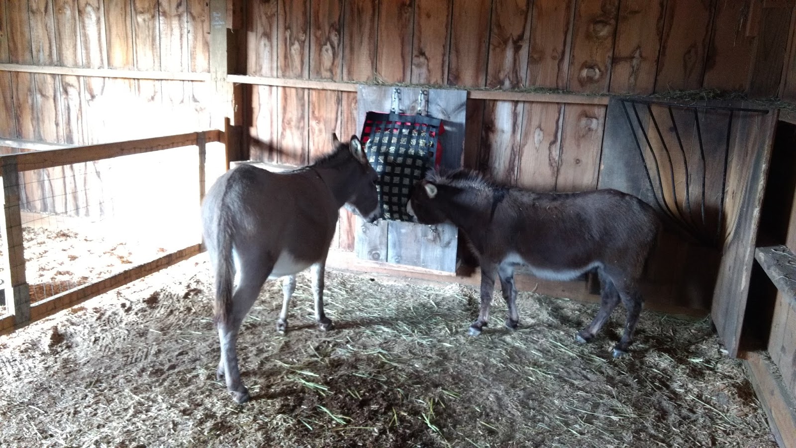 Our Tiny Farm in Western NC Pictures of Our MiniDonkeys