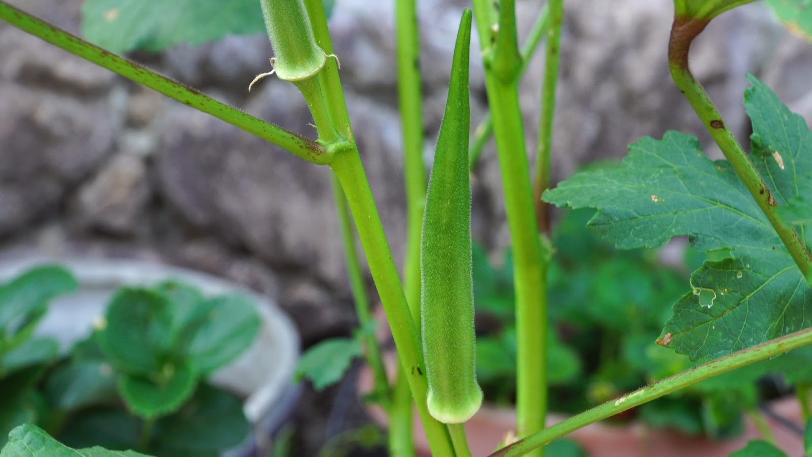 California Gardening How to grow Okra in Containers Growing Nombo