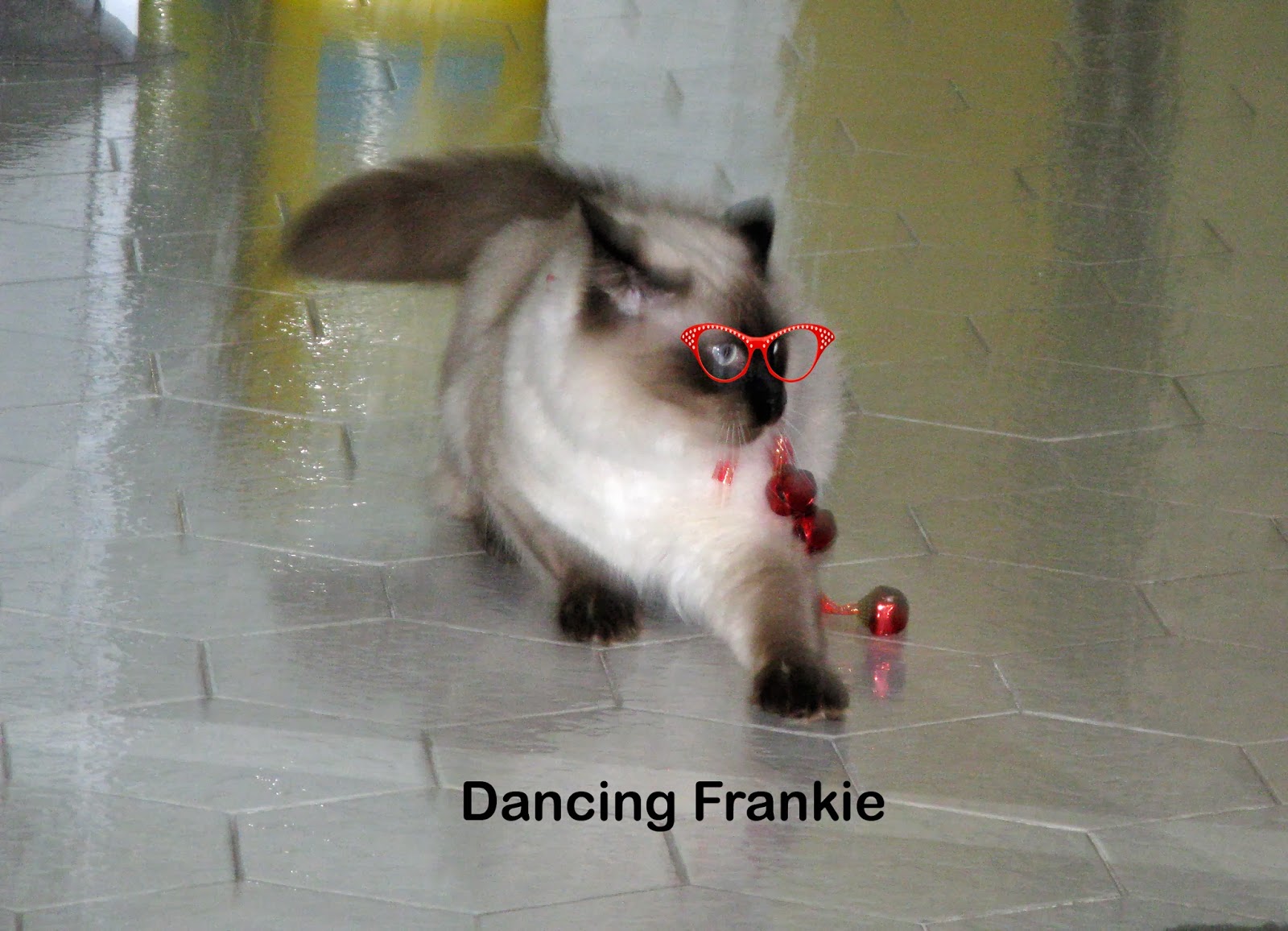 Molly & Frankie, a Cats Tail That Cat Can Dance