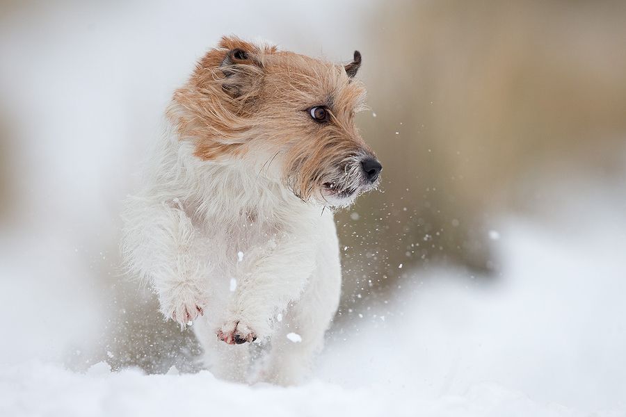 13. jack russell in the snow by Thomas Jensen