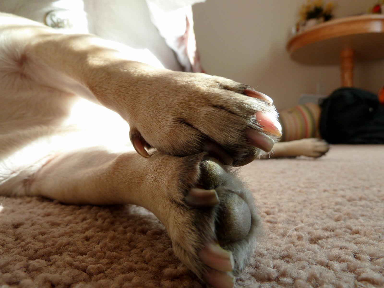 Beefy Pug: Rub Oil On My Feet And Give Me A Foot Massage