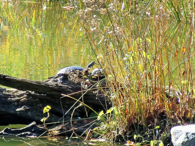 New-York central park lac des tortues