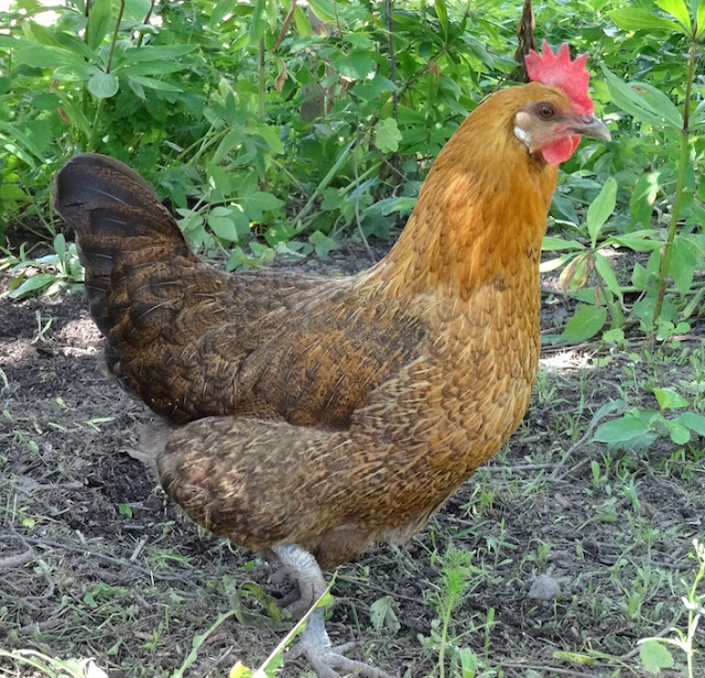 Teens näinä päivinä porno