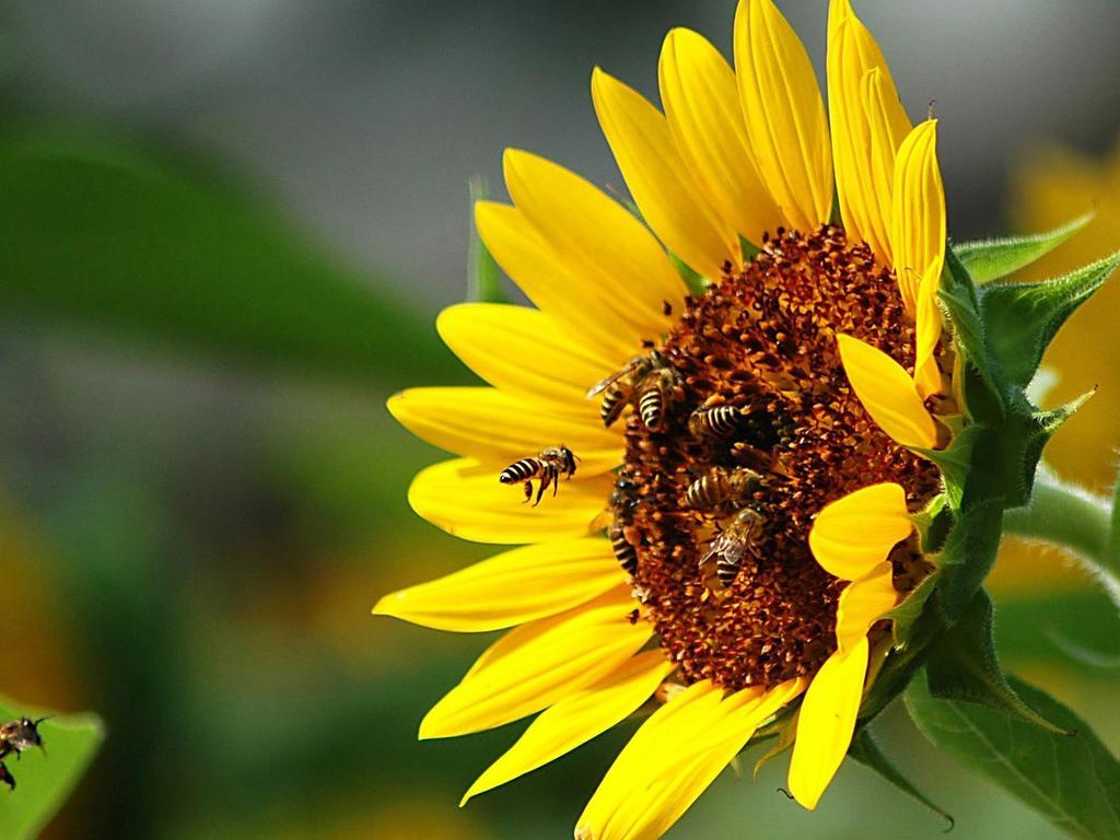MIEL Y ABEJAS