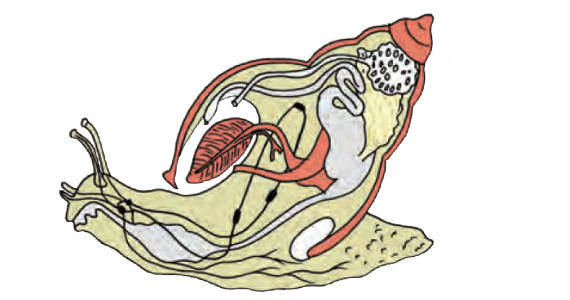 29+ Nama Hewan Nama Organ Gerak Fungsinya Belalang Cacing Ubur-ubur