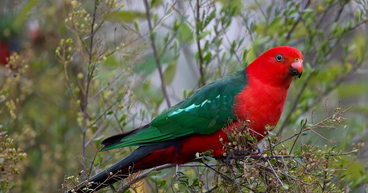 Avithera Australian KingParrot