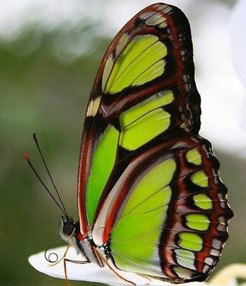 En Güzel Kelebek Resimleri Dilek Mektubu