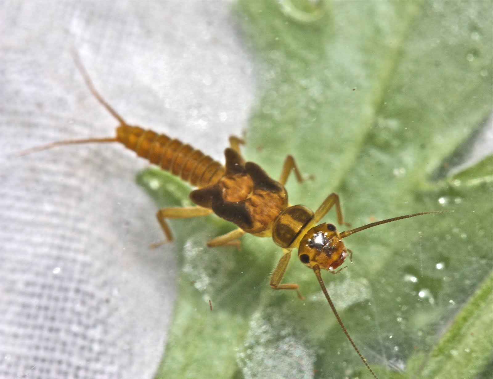 Aquatic Insects of Central Virginia: So many species -- so little time ...