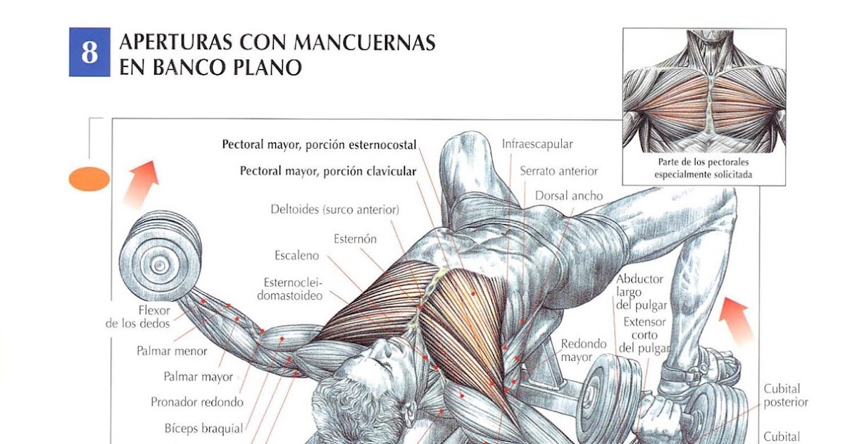 Ejercitate 365 Aperturas Con Mancuernas En Banco Plano Hombre