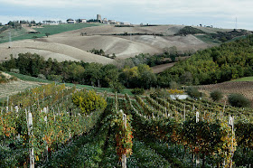 vineyards of Le Marche wine region