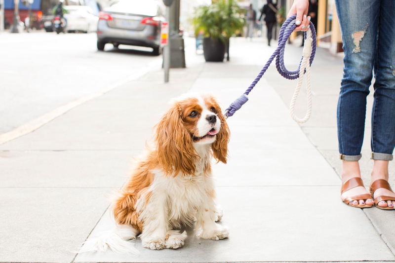 make a dog leash from rope 20 Modern DIY Projects to Dye For | How to Dye Anything!
