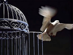 cage bird its break flying breaking