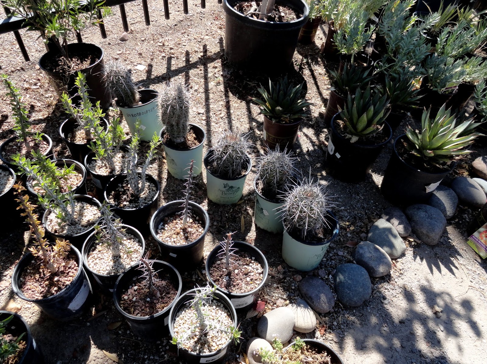 danger garden Guzman’s Garden Centers in Las Cruces, New Mexico