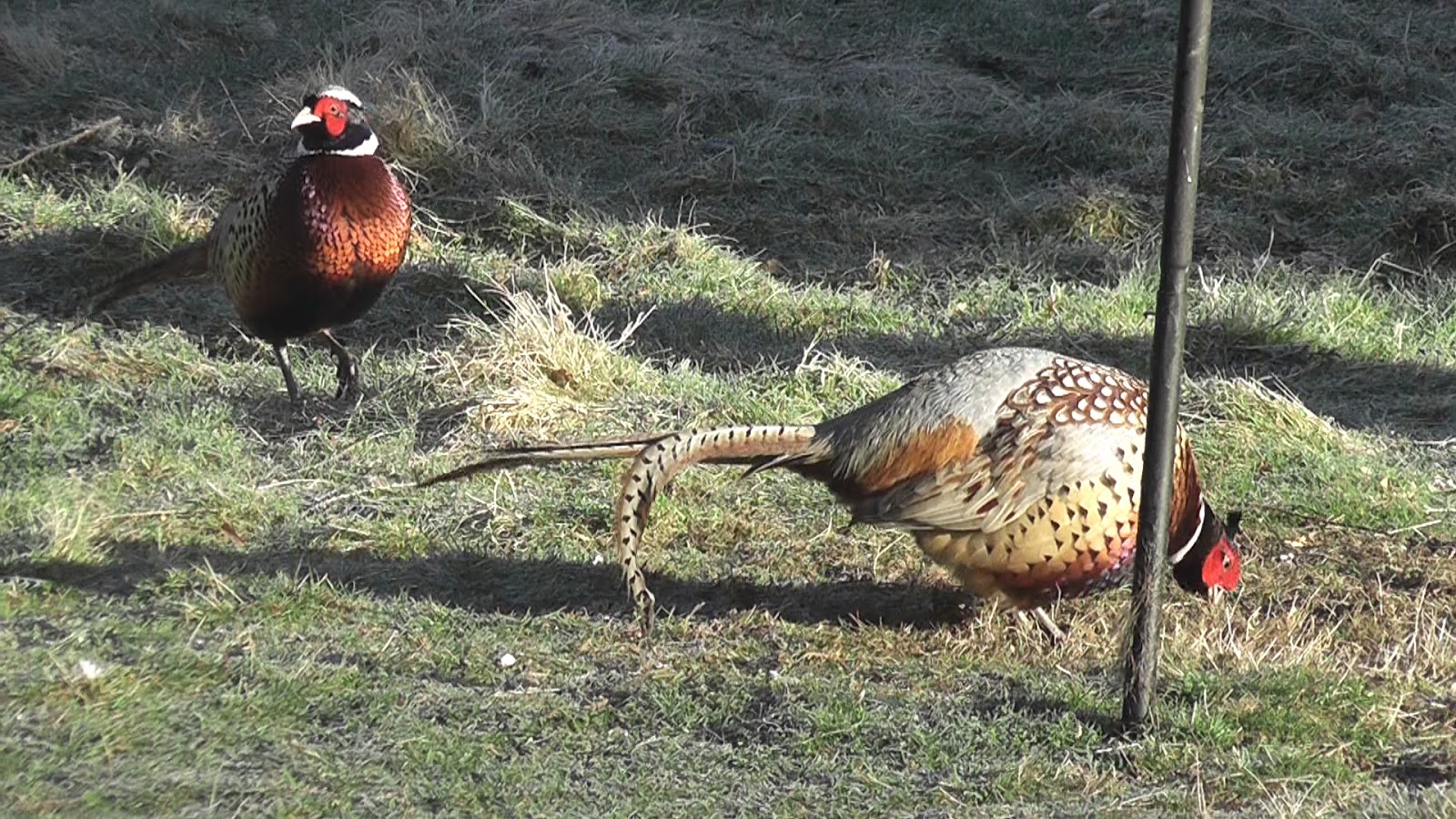 Animals and kids Wild pheasants fighting