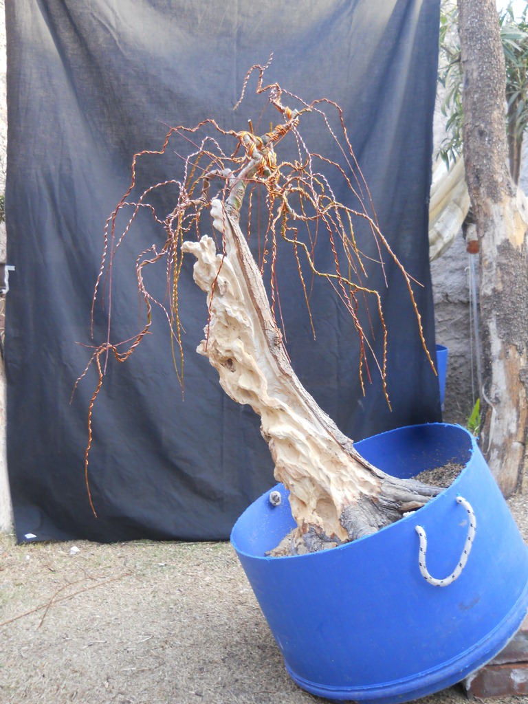 Cesar Manubens Bonsai Sauce Llorón