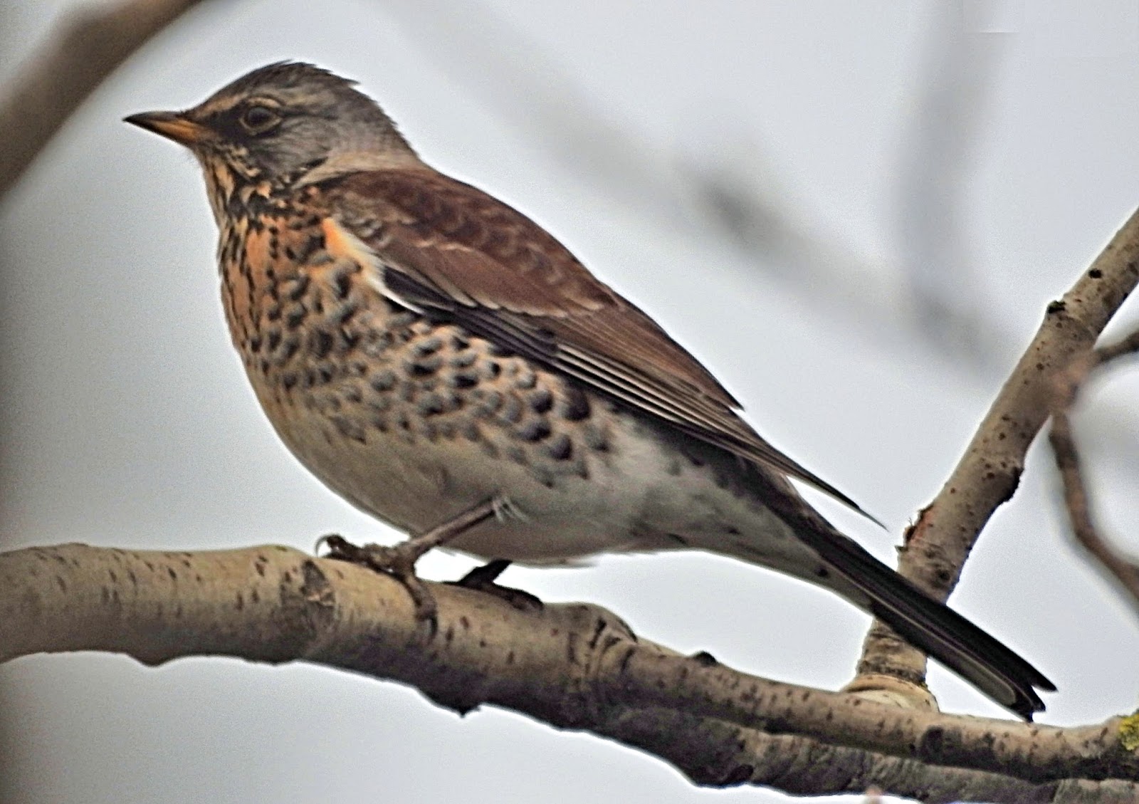 BIRDWALKERMONDAY FIELD FARE (Turdus pilaris)