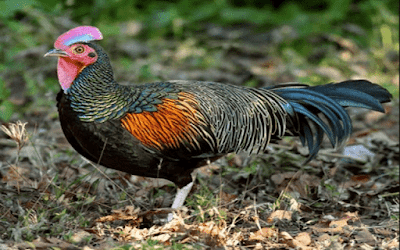 Download Bunyi Ayam Hutan Mp3 Untuk Pikat Jantan Dan Betina