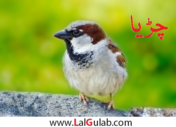 essay on sparrow for kids