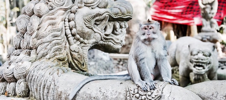 Eat Love Pray, monkey forest ubud, monkey bali, małpy na bali