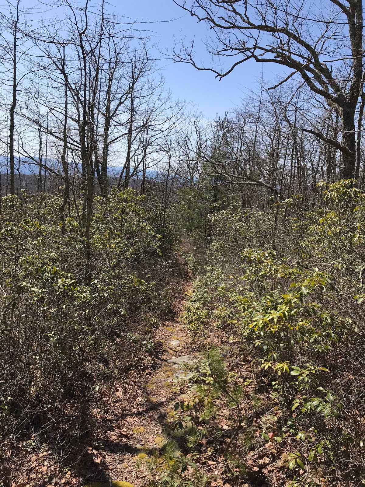Wandering Virginia Piney Mtn Trail, Warm Springs District, GWNF