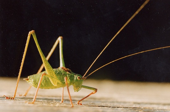 a-cricket