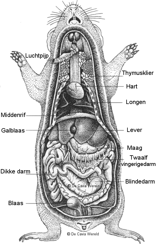 cavialiefde Het Lichaam van een cavia