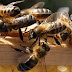 انقراض النحل.. هل يتبعه انقراض البشر؟